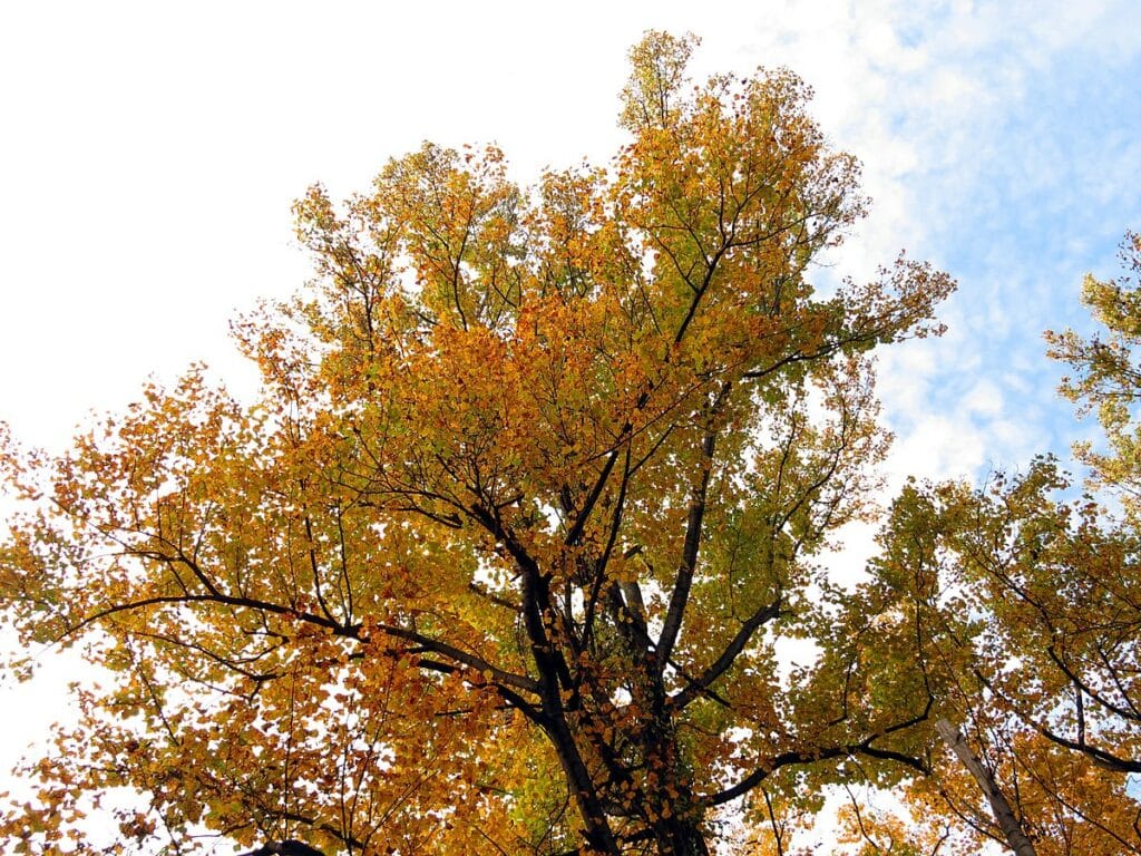 Tulip Poplar - Flickr - treegrow
