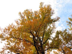 What Is the State Tree of Indiana? History, Uses, & Characteristics ...