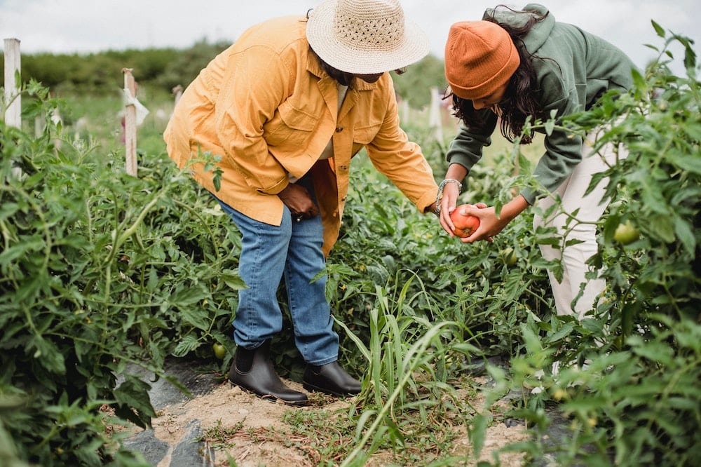 Two persons gardening