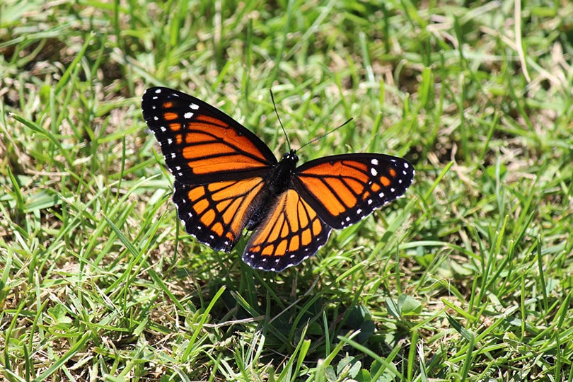 Viceroy Butterfly