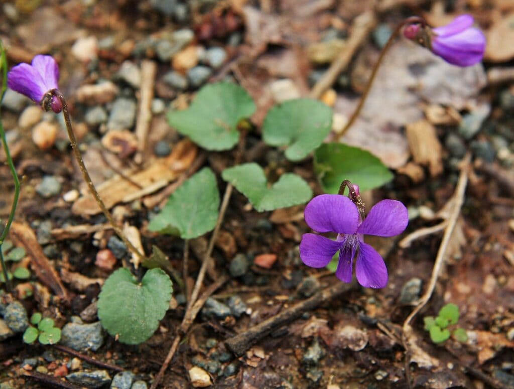 Viola sororia common violet