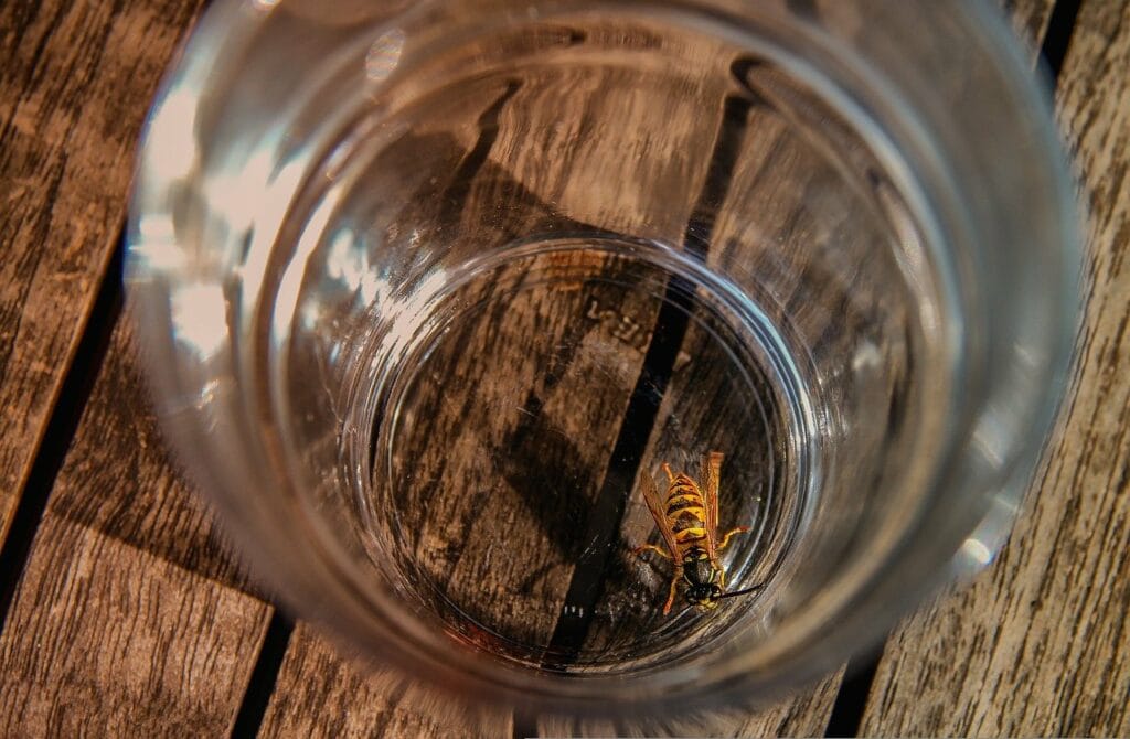 Wasp in a bottle