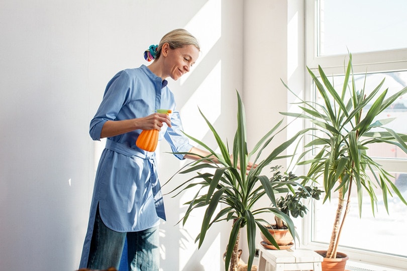 Watering Indoor Yucca Plant