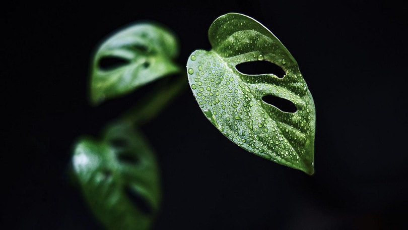 Watering Monstera
