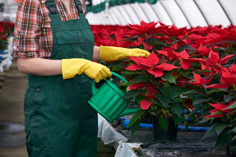 Watering Poinsettias