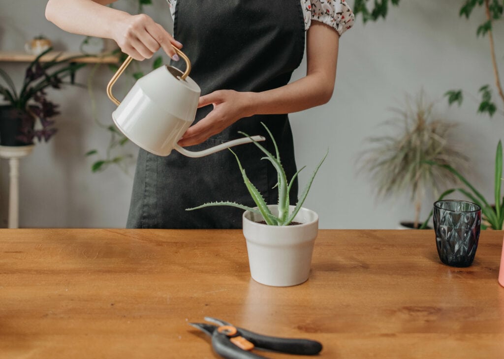 Watering aloe vera plant_ROCKETMANN TEAM_Pexels