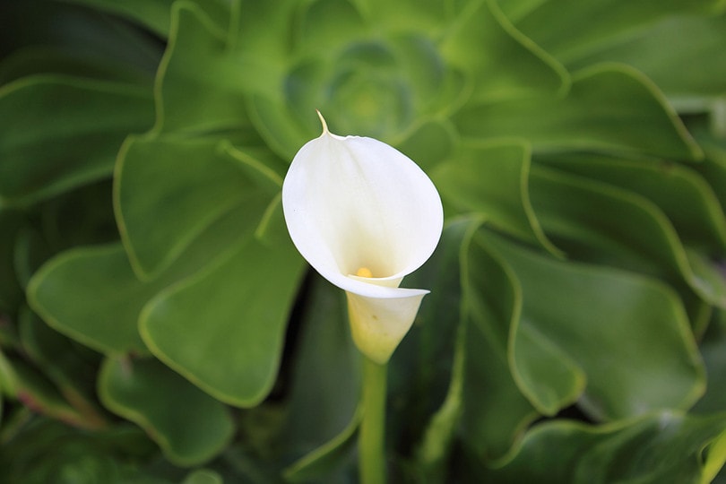 White Calla Lillies