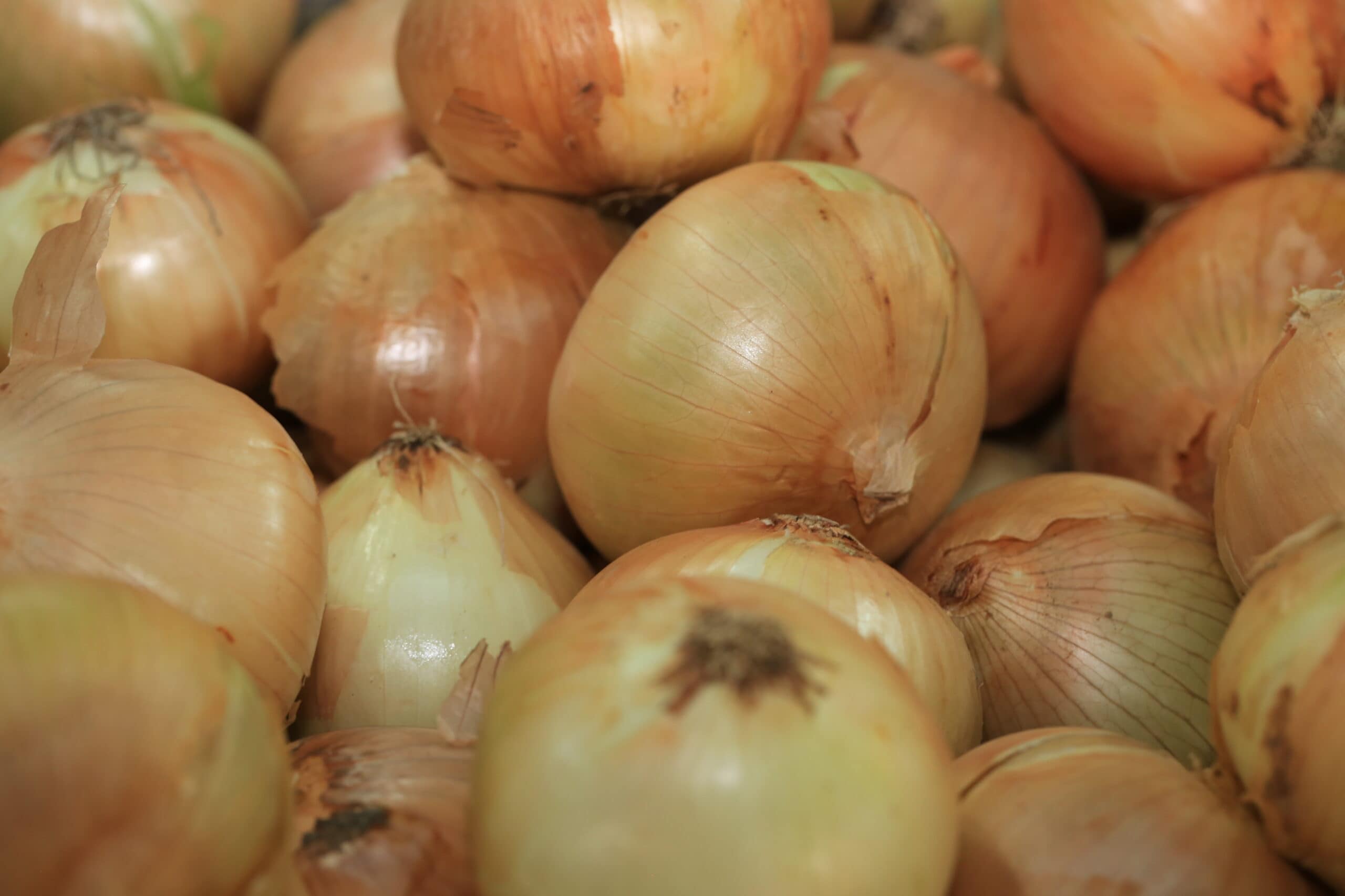 White Grano Onion