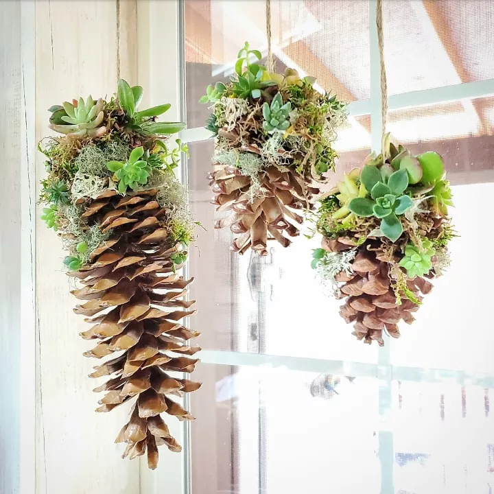 Winter Succulent Decor- hometalk