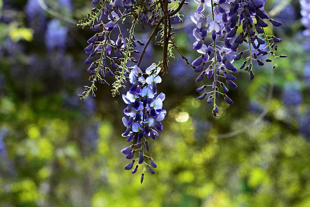 Wisteria Vine