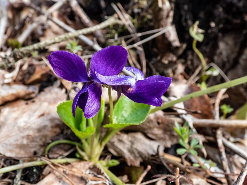 Wood Violet Growing