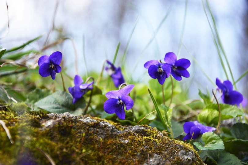 Wood Violet