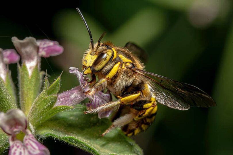 Wool carder bee pollinating