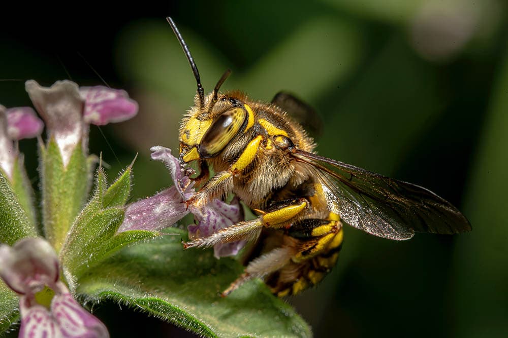 Wool carder bee pollinating