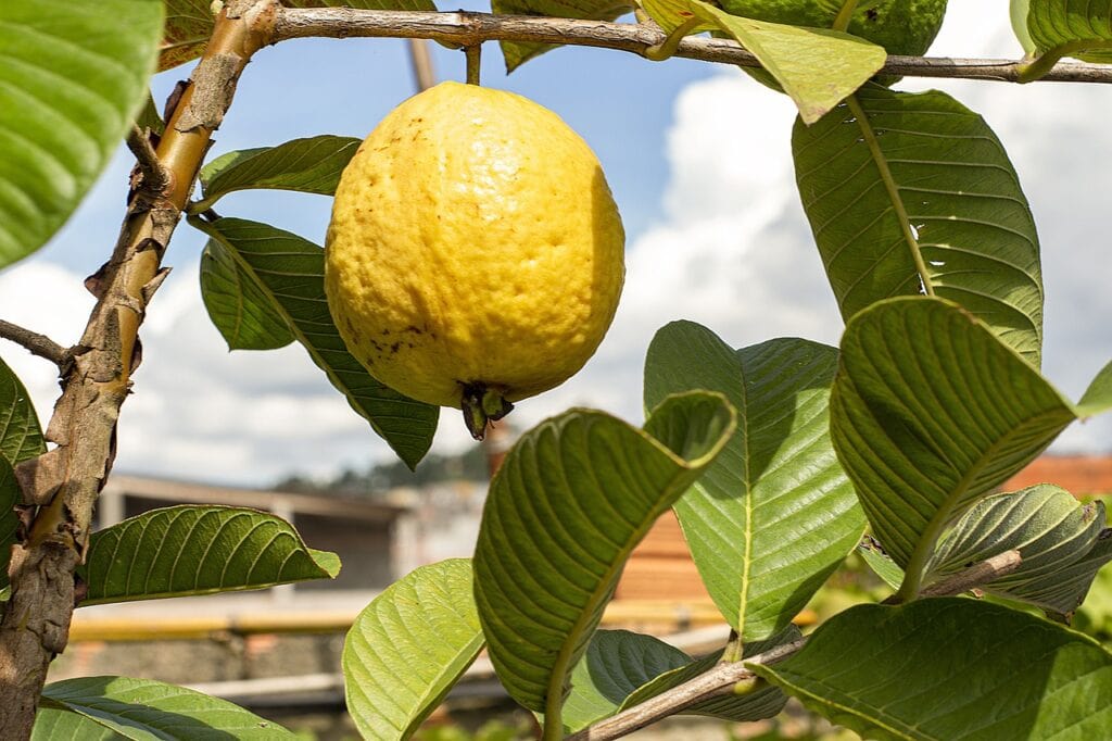 Yellow Guava