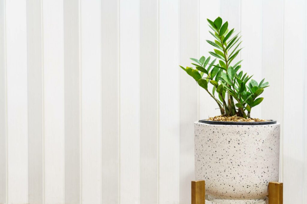 ZZ Plant