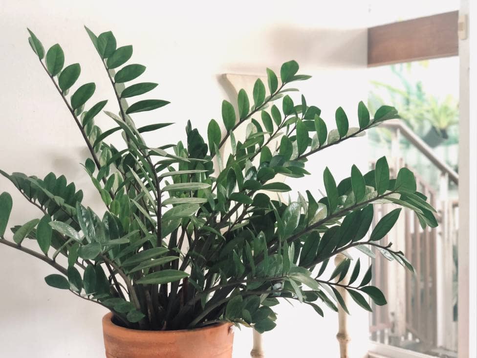ZZ Plant