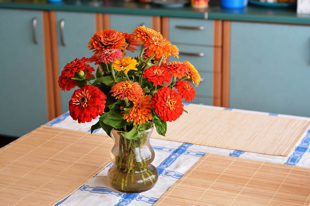 Zinnia Flowers in a vase