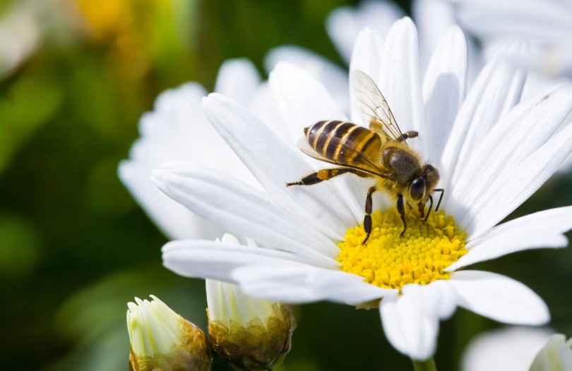 a bee in daisy flower