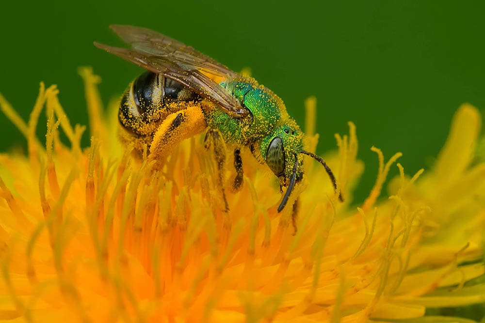 a striped green sweat bee collecting nectar