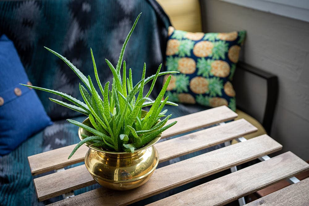 aloe vera plant in a spitoon planter_Alexandra Tan_Unsplash