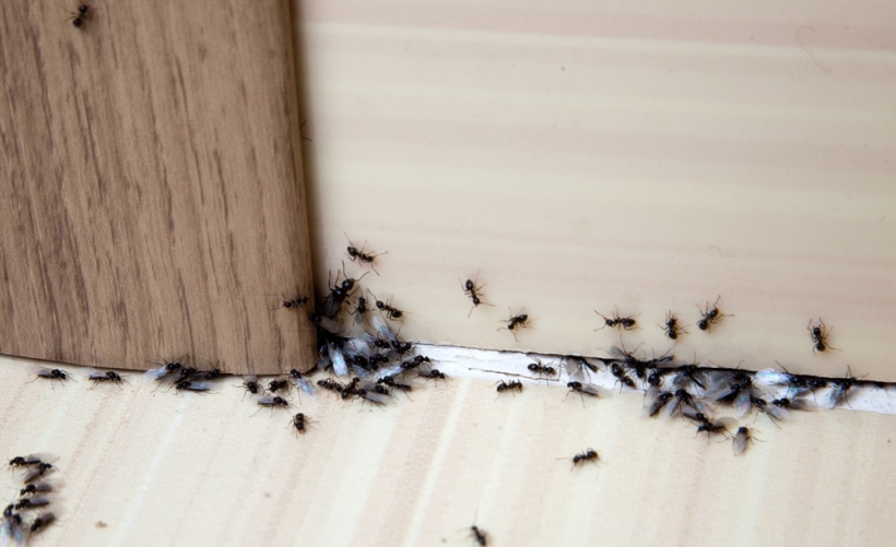 ants in the bedroom