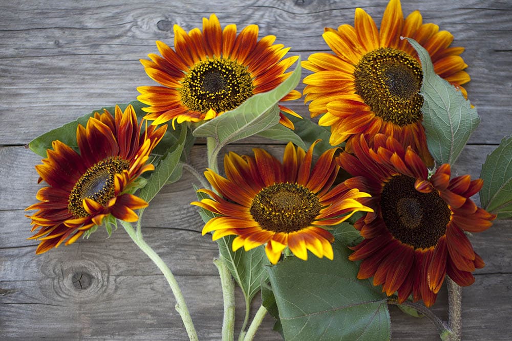 autumn beauty sunflower