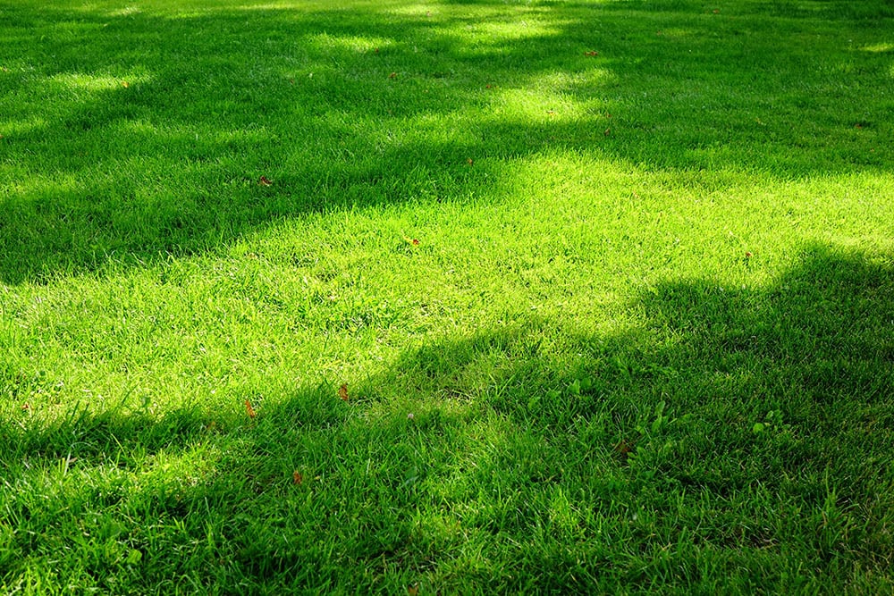 backyard shady fresh lawn