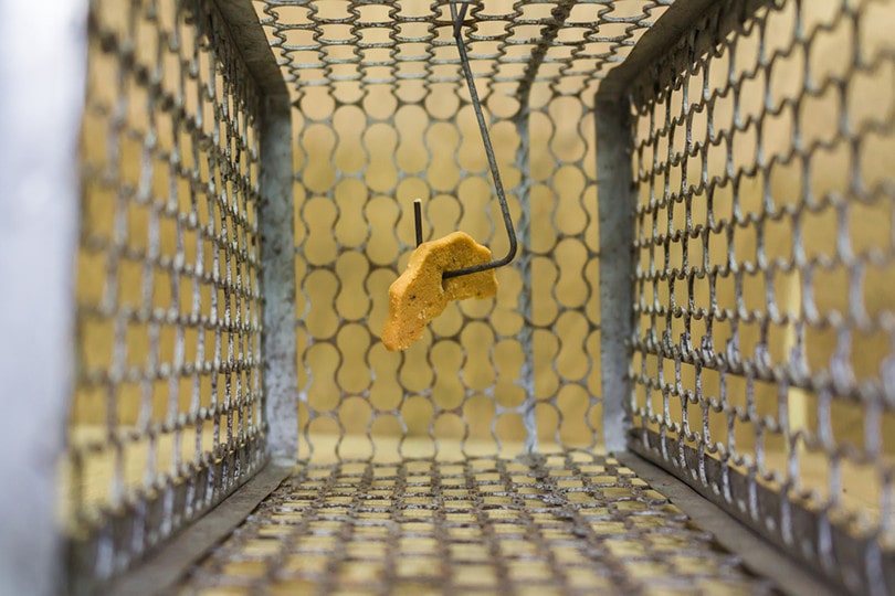 baiting trap