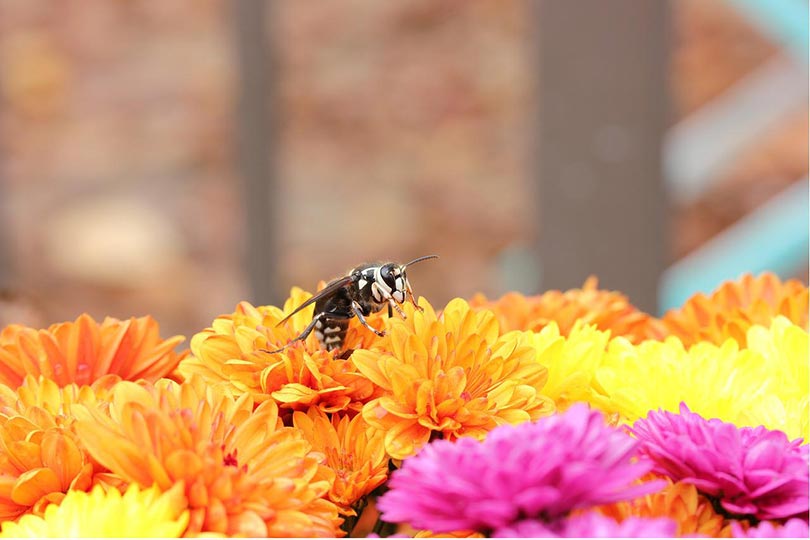 bald-faced hornet on a flower