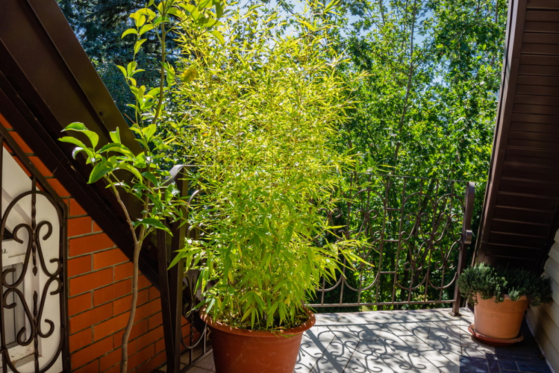 bamboo plant in pot