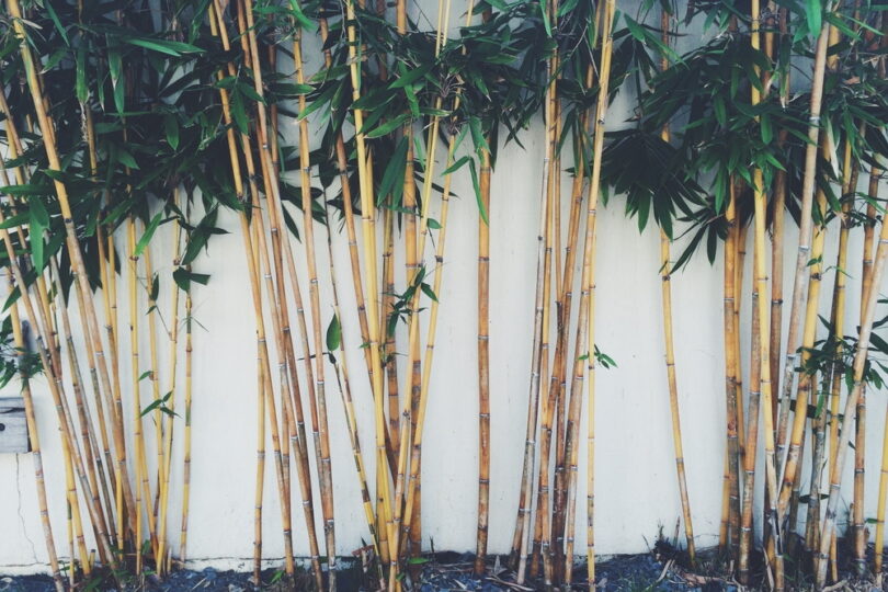 bamboo plant