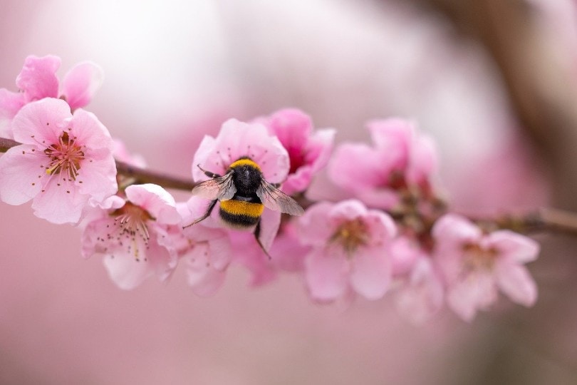 bee on a peach blossom flower