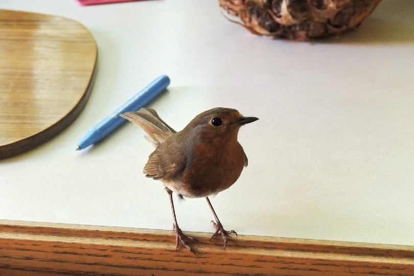 bird on a table