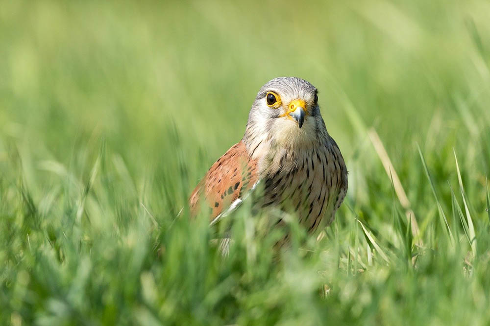 bird on the grass