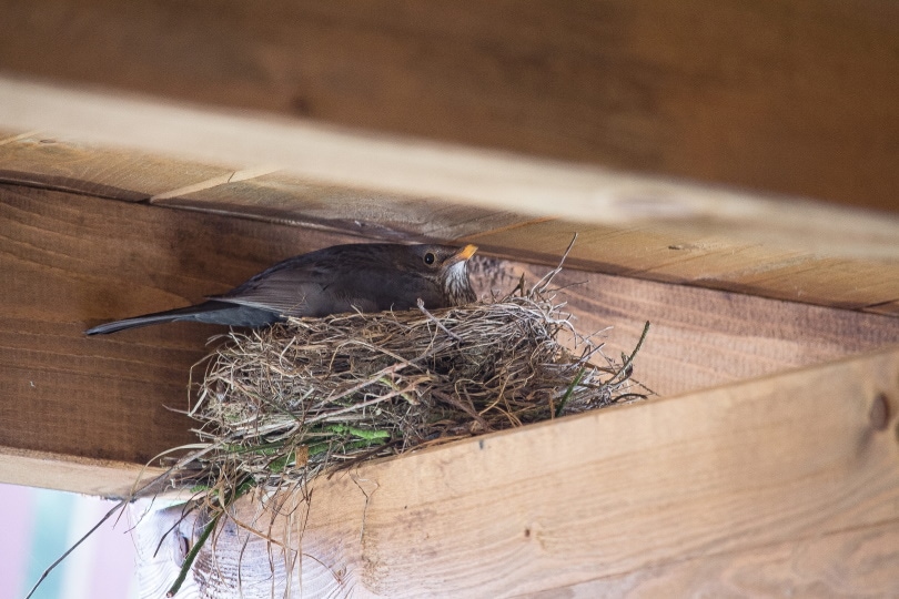 birds nest in the roof
