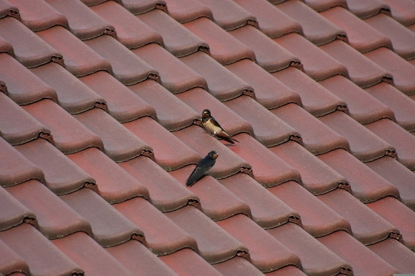 birds on roof tiles