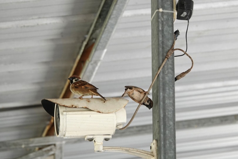 birds perching on CCTV