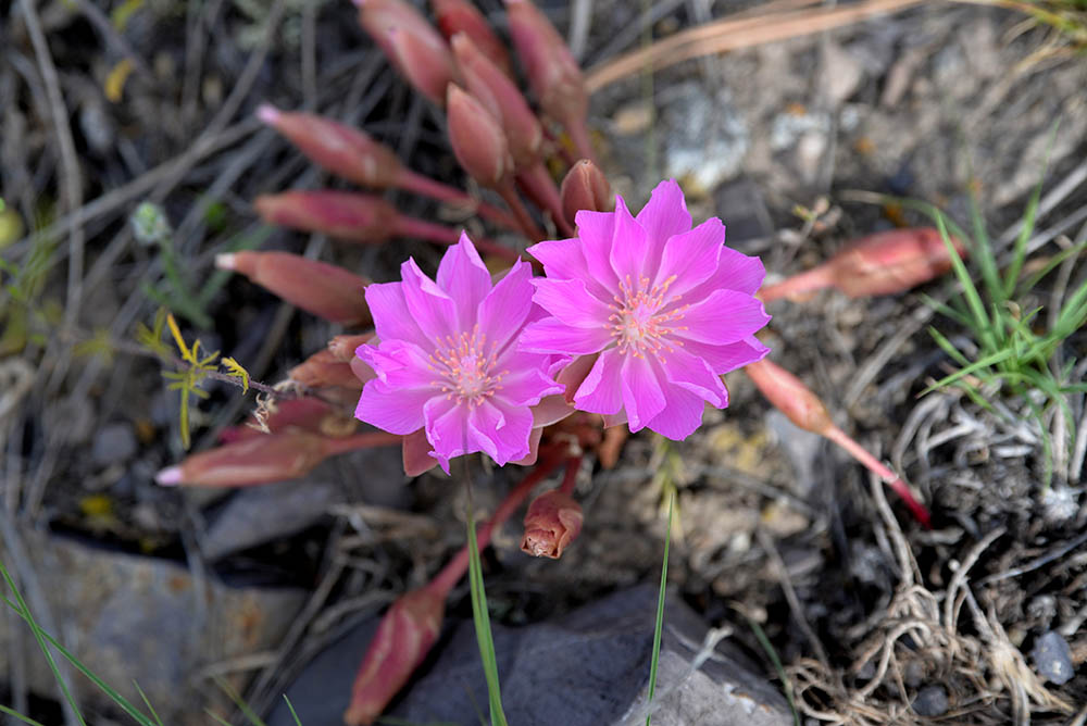 Bitterroot flowers