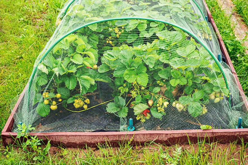 black berries netting