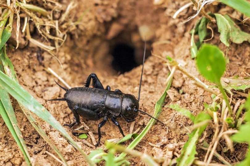 black cricket on the ground