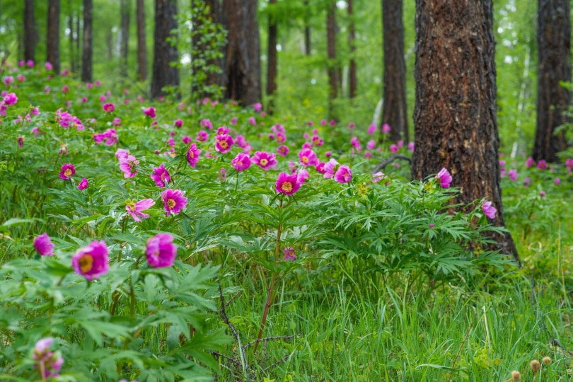 blooming peony flowers
