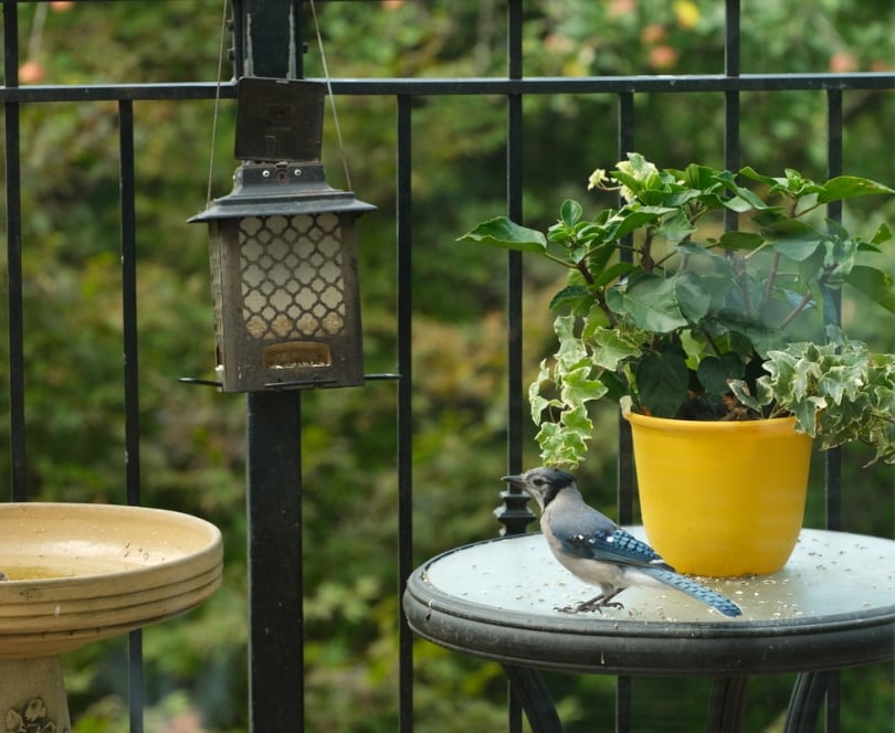 blue jay bird on patio table