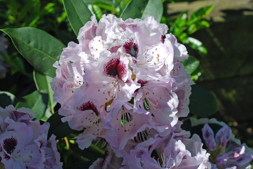 blue peter rhododendrons
