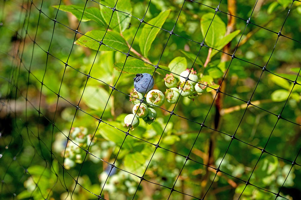blueberry plant covered with net