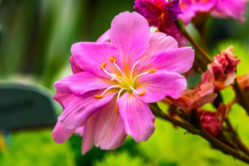 Bright Pink Bitterroot Flower