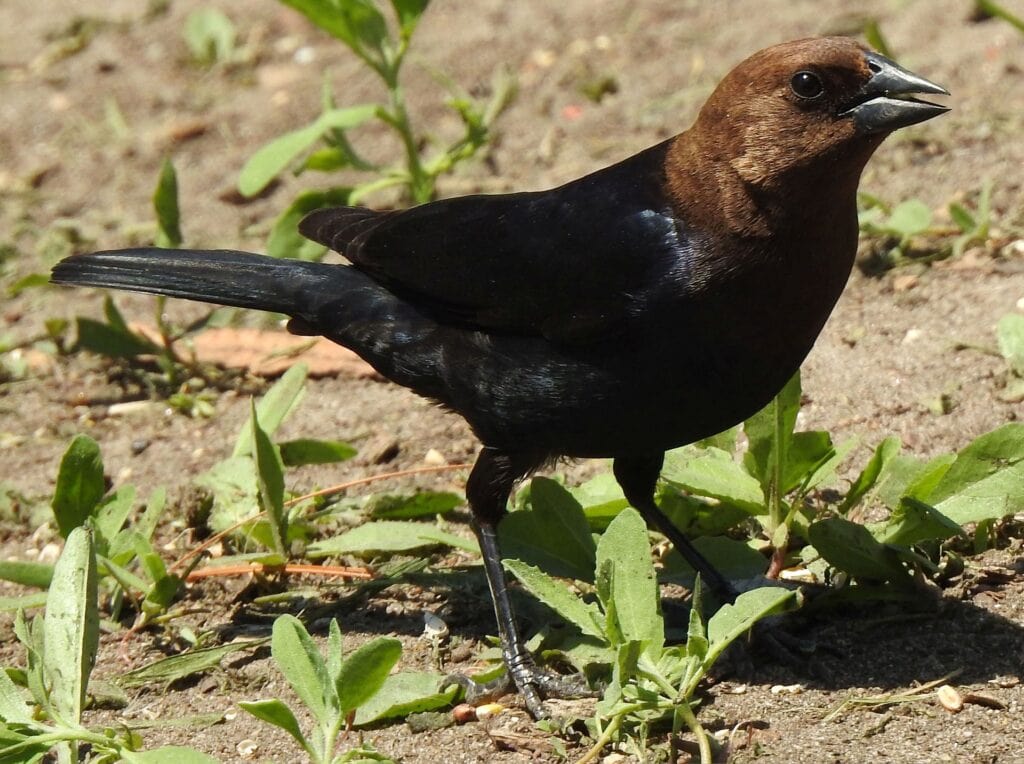 Male Brown-headed cowbird