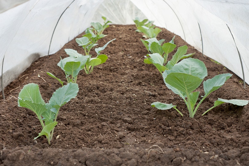 cabbage row cover