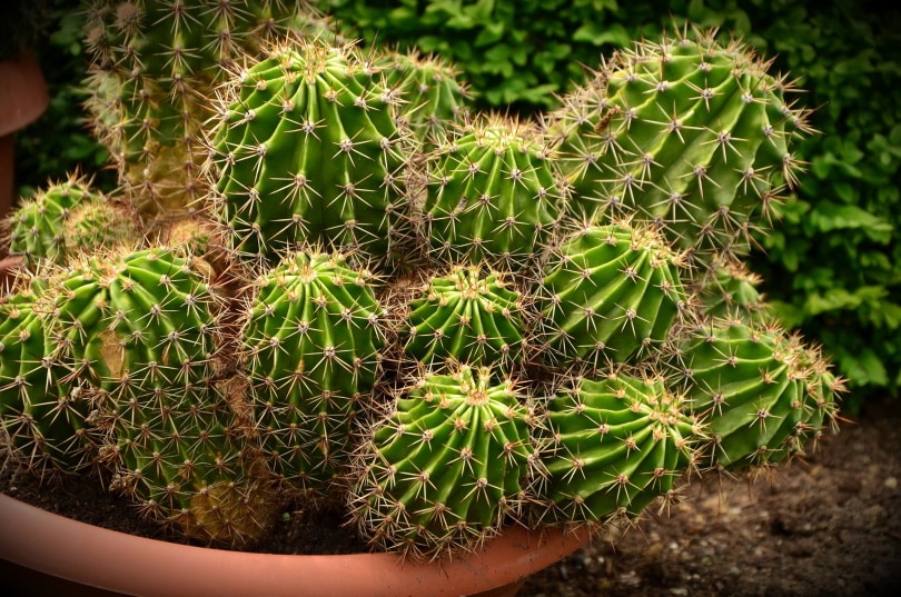 cactus in pot