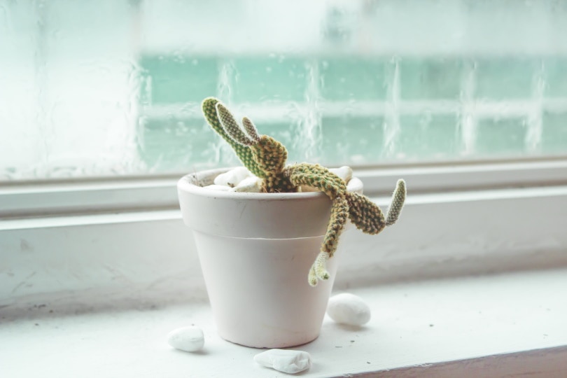 cactus in white pot near window